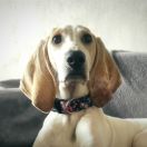 Collett z Garbu Księżej Góry 