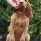 ETERNIA PANTHOR Ginger State of Mind