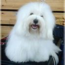 CLAUDETTE Cobegarden (FCI)