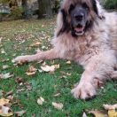 LUNA FOR MONASTYREK LUPUS FERRATUS