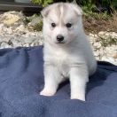 Luke Skywalker z Bratkowej Ohany