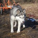 BLACK BEAUTY Husqvarna 