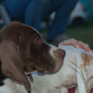 Harney Beskid Point (FCI) 