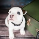 JUNCUS EFFUSUS American Heart vel. Kubuś