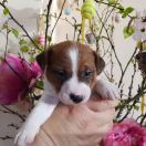 Ashanti Winged Guardians FCI 