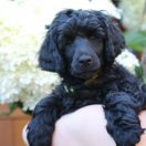 Special Vero Claircreek Call Me Boss