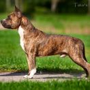 Tatar`s TC Fedor