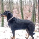 MISTIQUE Sentinelle Noire