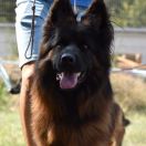 Ariana Wilcza Anarchia