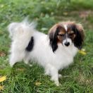 JUDY Beautiful Secrets(FCI)