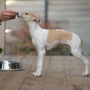 JELLY BEAN Paka Czworaka