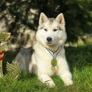 DEAR JESSI WHITE LAND