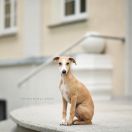 Southpoint Kilian Foxpolis [imp. POR]