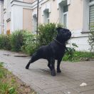 VEGA Potencjał (FCI)