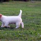 Z Ledulandu(FCI) BLUE JOKER 