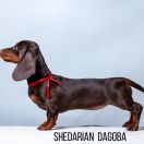 SHEDARIAN DAGOBA
