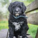 Aussie Welkope CZAS NA SUSHI