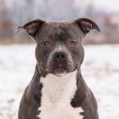 ARMANI BLUE BUTTERFLY