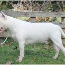 CHALLENGER Diamonds Edit