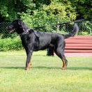 Merlin z Husovy Tvrze