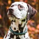 CORSICA Kontradomino