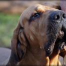 Clinio di Colle Manzu