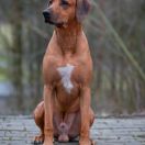 C.I.B , Multichampion, Grandchampion LABONE MWINE Makorikori