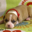 Female 1 Dolcze Gabara