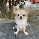 Chicostars xclusive champagne star 