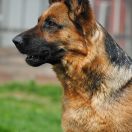 List aus Garten Sigwalda