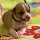 Male 5 Dolcze Gabara