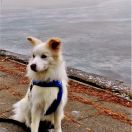 YASMIN Border Squad (FCI)