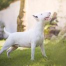 HRABINA BALBINA Diamonds Edit