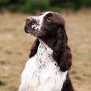 Lordsett Under Your Spell 