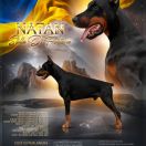 Natan Stella Di Fortuna