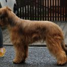 Coco Chanel Furries Family 