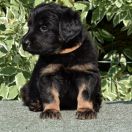 DENERIS Emerald Soul