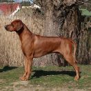 C.I.B, Multicampion, Grandchampion Maanhaar Primo-Creatus FATEFUL BEN