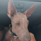 Quasar Show GALLARDO POTENCJAL Z MORENY