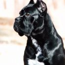 Aura iz Dynasty Favorite 