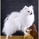 Diament Perłowy Ogród FCI 