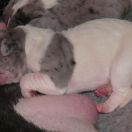 TETYDA Czar Olbrzyma