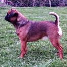 ROZENTUZJAZMOWANA REGINA Hexeside FCI