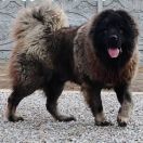 SAMOSVETI SIBIRI ALMAZ