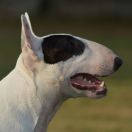 KISS THE RAIN Zig Hauer