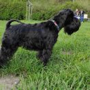 ARIETTA Dulce Celeste (FCI)