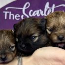 CHOCOLATE SOUFFLE the Scarlet Hill