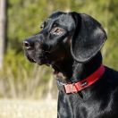 Marga z Rogu Trzech Książąt