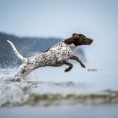 Viva La VIVA Whisky Team fci 