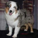 X’MAS LILLY Labakan Slovakia